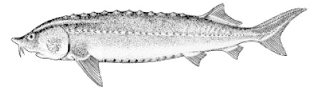 ladano1.jpg (13336 byte)